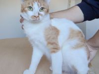 Tomás - ein ganz ganz süßer Katermann - sucht ein Zuhause