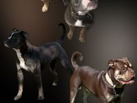 Old English Bulldog (OEB) Wurfankündigung Januar 2026