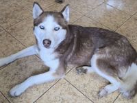 Husky-Dame Inura: sanft und voller Energie