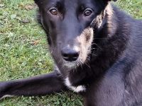 Junge Elly sucht eine Familie!