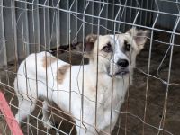 Gutmütiger Bolero sucht seine Menschen