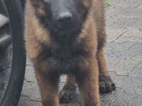 Junger Deutscher Schäferhund