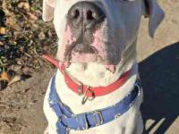 Boo, Dogo Argentino – Am. Bulldog-Mix,geb.12/ 2020, freundl., gut erzogen, sozial und voller Energie
