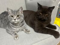 Zwei junge BKH Kater suchen ein neues Zuhause