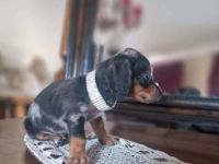 Dackelwelpen Hündin 14 Wochen jung