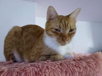 Schmusekater Billu sucht seine Menschen