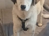 Mika, a.d.Tierschutz, sucht Happy-Home