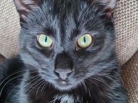 2 liebe schwarze Katzen suchen neues Zuhause