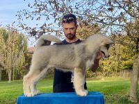 Alaskan-Malamute-Welpen verfügbar