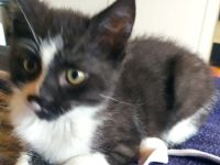 Babykatze, Junge, EKH