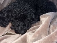 Kleiner Zwergpudel-Rüde sucht liebevolle Menschen