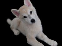 Alaskan Malamute , Husky , Mix , Siberian Husky 1 Rüde ngeimpft gechipt