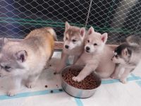 Alaskan Malamute , Husky , Mix , Siberian Husky