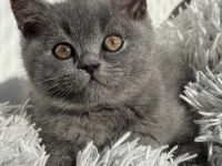 Britisch Kurzhaar Kater Tom sucht ein neues Zuhause