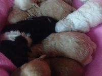 Poochon-Welpen Abgabe ab 20.01.2026 Minidoodle ähnl. Havapoo Bollipoo Maltipoo