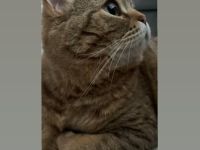 Hauskatze (weiblich, 4 J., kastriert) sucht neues Zuhause