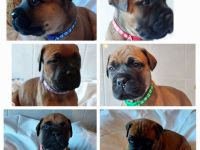 BULLMASTIFF WELPEN