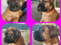 BULLMASTIFF WELPEN