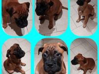 BULLMASTIFF WELPEN