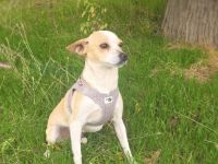 Roschka ein zauberhaftes kleines Mädchen