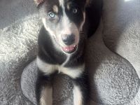 Ein wunderschönes Husky Weibchen sucht noch ein Zuhause