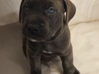 cane corso rottweiler Welpen