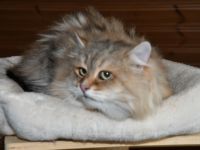 Reinrassiger Sibirischer Kater in black-golden-tabby-classic