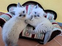 BKH Britisch Kurzhaar Kitten