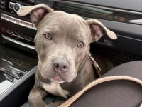 American Bully Hündin