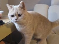 🐾 BKH Britisch Kurzhaar Schönheit auf der Suche 🐾