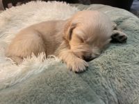 Reinrassige Golden Retriever-Welpen