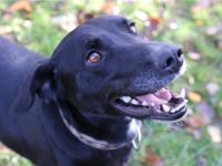 Justus, Labradormix, geb. 2021, freundlicher ruhiger Begleiter