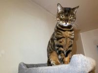 Wunderschöne Café Bengal Katze - Sucht liebevolles Zuhause