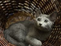 Kitten mit Stammbaum - Russisch Blau aus Sachsen - nur noch ein Kater