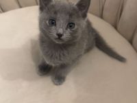 Wunderschöne Reinrassige russisch blau kitte (weiblich)