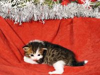 Sibirische Katzenkinder abzugeben