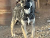 Böllchen, ein Rohdiamant, sucht erfahrene Menschen, die ihm das Leben zeigen