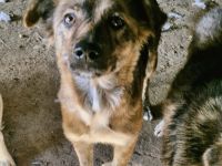 Liora, ein gestromtes Mädel, sucht eine Familie, die sie für immer adoptiert