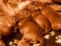 Irish Red Setter Welpen (reinrassig) *Wurfankündigung*