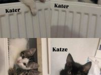 Babykatzen zu verkaufen