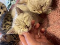 Zauberhafte Bengal Kitten Snow Mink, Silver Rosette, Brown Spotted Tabby, Abgabe ab Januar