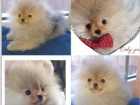 Pomeranian Zwergspitz Welpe Rüde Sucht sein Traumkörbchen