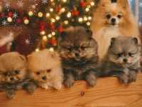 Pomeranian Zwergspitz Welpen Bärchen Typ Zuckersüße Babys