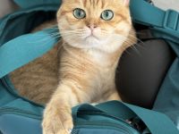 Britisch Kurz Haar Deckkater mit Stammbaum