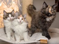 Norwegische Waldkatze