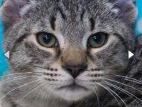 Abel, verschmustes Katzenkind