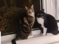 2 Kater suchen ein gemeinsames liebevolles Zuhause in Wohnungshaltung mit vernetzten Balkon