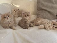 BLH Britisch Langhaar Kitten Kater Katze creme beige