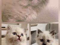 Heilige birma Kitten