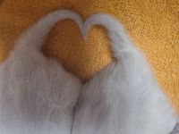 Heilige birma Kitten